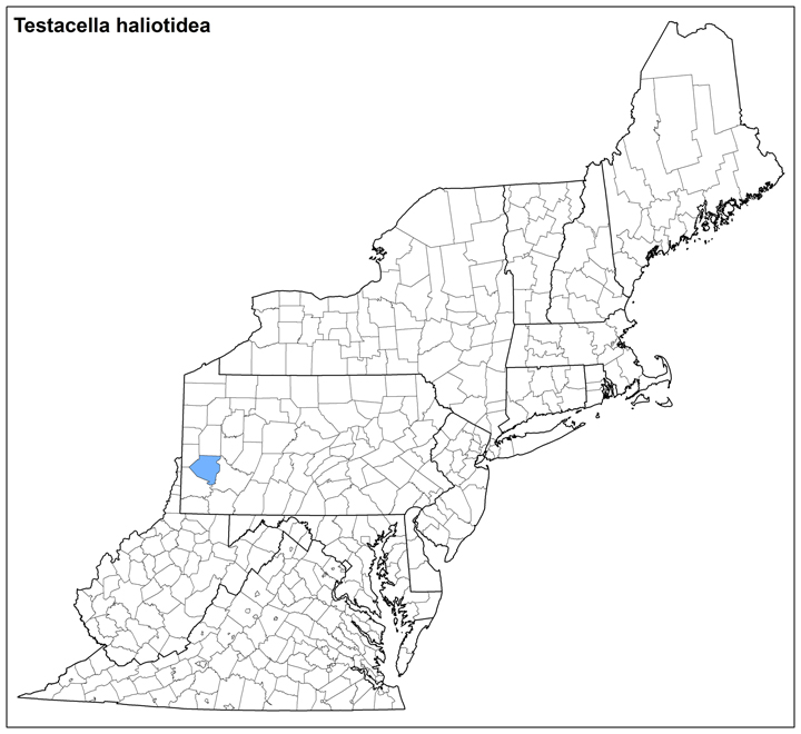 Testacella haliotidea Range Map